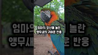 엄마의 장난에 놀란 앵무새의 귀여운 반응 #앵무새 #도깨비아저씨
