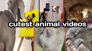 Animals funny clips 😂 part 6 FUNNIEST ANIMAL VIDEO 😂😂 #viral #funny #comedy by BROWNY CHINTU 🐾 _ 2022 3 views 5 months ago 2 minutes, 56 seconds