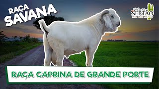 SAVANA RACA CAPRINA DE GRANDE PORTE