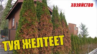 Почему желтеет туя и как ее спасти?