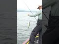 SWINGING 'EM IN THE BOAT #BassProShops #AFTCO #AnyFishAnyWater #PickwickLake #VisitTheShoals
