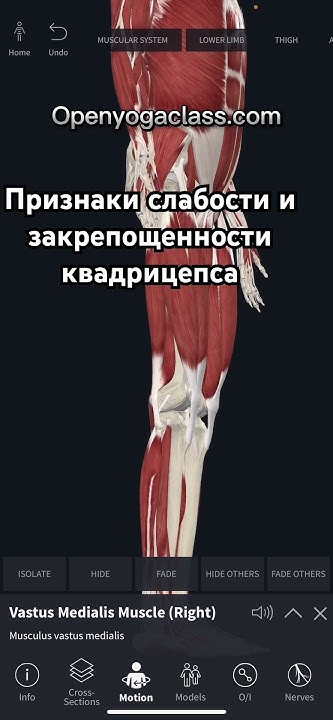 Признаки слабости квадрицепса - YouTube