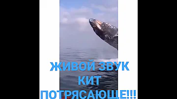 ЖИВОЙ ЗВУК КИТ ПОТРЯСАЮЩЕ!!!