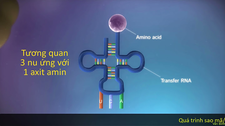 So sánh adn arn và protein violet