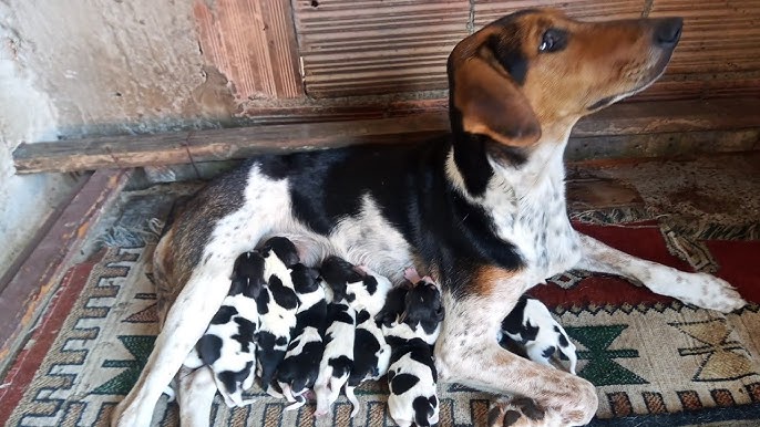 A Cobrinha Azul → Eu Sou um Cão Pastor (Anos 70) ☆ Sessão Nostálgia 