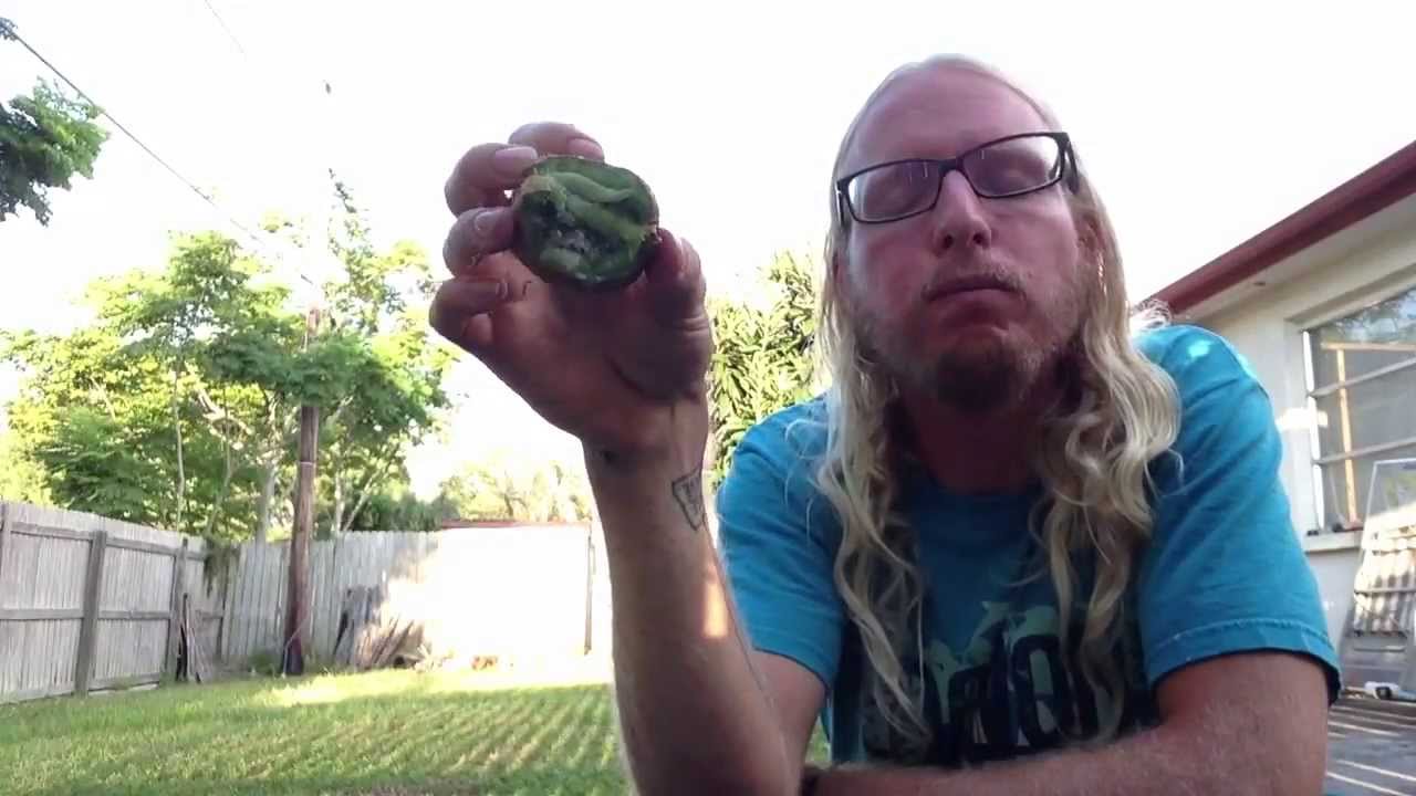 The Best Way to Eat a Kiwi Fruit! - YouTube