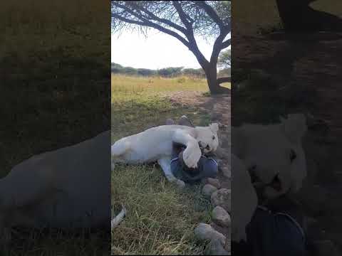 Simba Wa Ajabu Katika Shamba La Wanyama Pori Serval Wildlife Safari Park Kilimanjaro