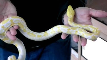 Prehistoric Pets - Reticulated Python White Albino Tiger