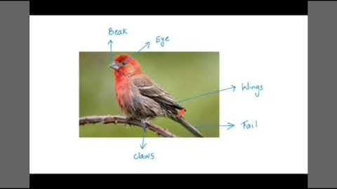 FLYING HIGH || CLASS III CBSE || SCIENCE || Chapter 8 PART 2 || Mrs  Sheela Bosco