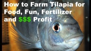 Http://bit.ly/tilapia-farming-made-simple - click the link to left get
instant online access recording of our webinar "tilapia breedi...