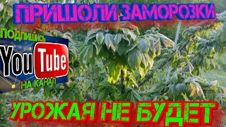 Пришли заморозки урожая не будет!!!