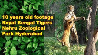 10 Years Ago Majestic Royal Bengal Tigers of Nehru Zoological Park Hyderabad