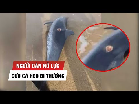 Video Cận cảnh chú cá heo bị thương nặng, người dân cố cứu... - youtube