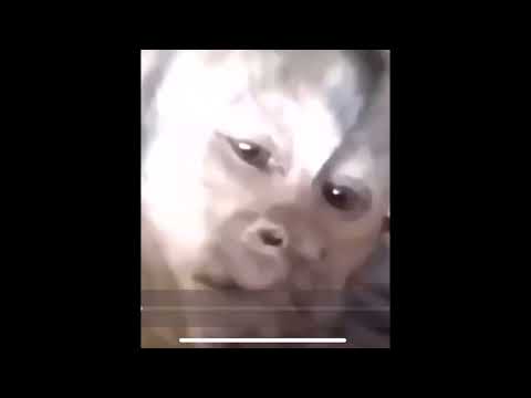 12 century meme pt 2 - Sparta Remix
