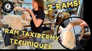 Taxidermy techniques for Rams and beyond - Ear repair, horn and eye setting