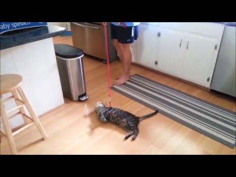 Funny cats compilation walking on the leash