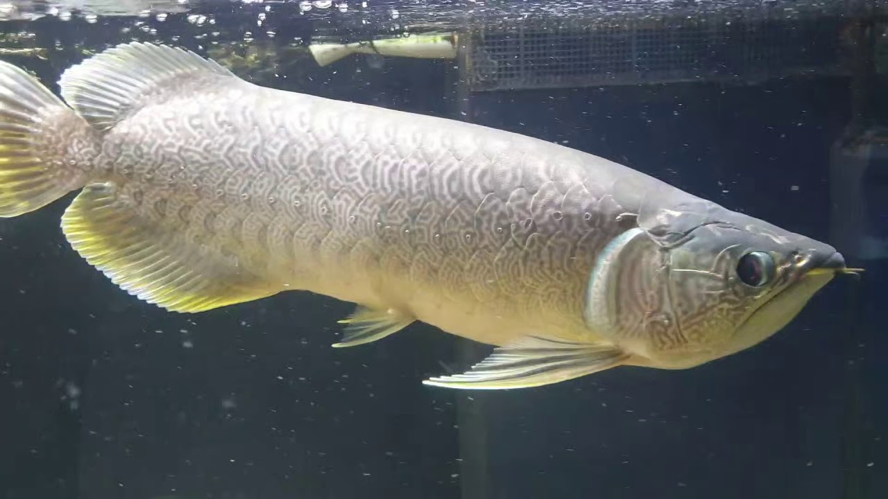 batik arowana Rays YouTube