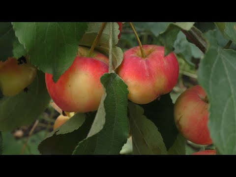 Вопрос: Яблоня-ранет Уральское наливное когда созревают яблочки?
