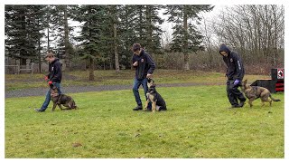 Training Three Puppies Simultaneously!