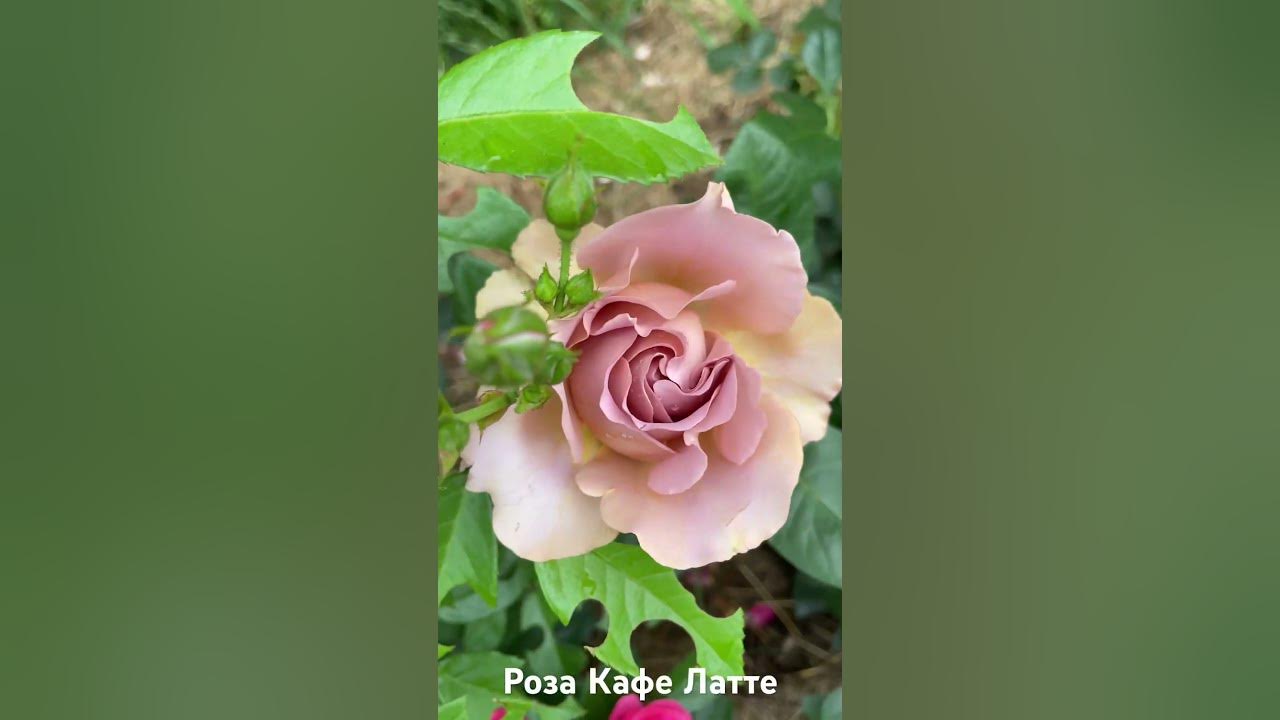 Роза Кафе Латте/ rose Cafe Latte #розарий #садоводство #цветы #roses # ...
