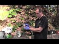 How to root hardwood, semi-hardwood and softwood cuttings