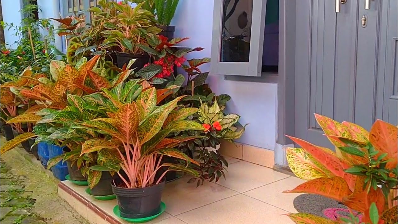 TERAS KECIL YANG CANTIK|KOLEKSI TANAMAN HIAS DIDEPAN RUMAH