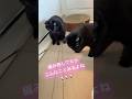「猫飼い編み物民あるある」🧶🐈⬛💕