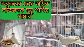 কবুতরের চেয়ে অধিক লাভজনক ঘুঘু পাখি পালন। ঘুঘু পাখি পালনের নিয়ম।