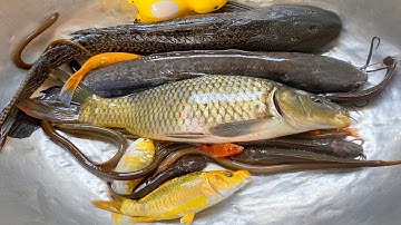 Kem Chanel, vịt con bắt được cá chép, cá vàng, cá trê, cá sấu, cá tiên, ếch đẻ ra con nòng nọc