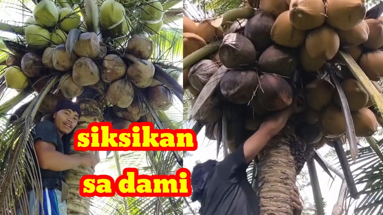 Duha na ka bulan ni lapas