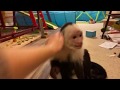 Capuchin monkeys playroom live stream!!