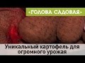 Голова садовая - Уникальный картофель для огромного урожая