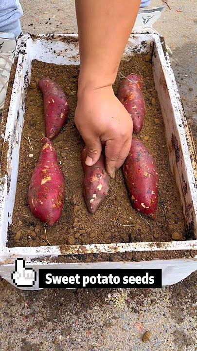 Easy steps to grow sweet potato seedlings at home #garden  #farming #gardening