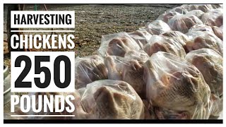Harvesting 250 Pounds Of Chicken