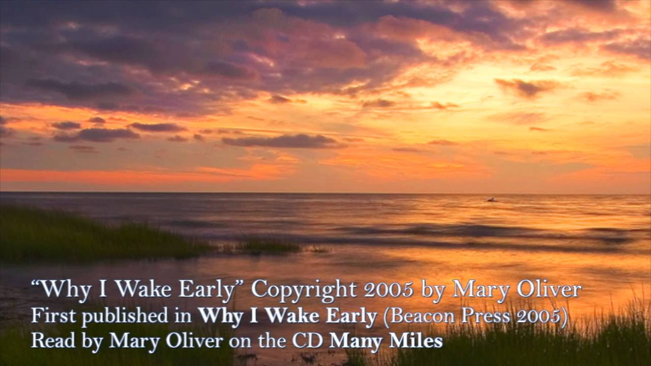 The summer day mary oliver essay
