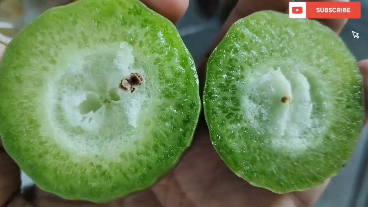 Ciri Ciri Jambu Air Kiojok