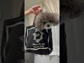 お散歩バッグに入るティーカッププードルの子犬