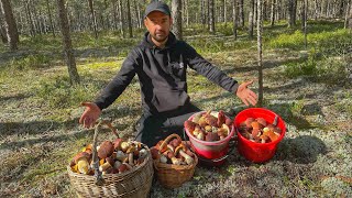 ОСТАНОВИТЕСЬ! БОРОВИКИ И МОХОВИКИ ИДУТ В НАСТУПЛЕНИЕ | ВЕСЬ СОСНОВЫЙ БОР ЗАВАЛЕН ГРИБАМИ! ГРИБЫ 2023