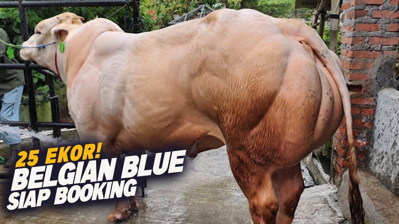 25 ekor Sapi Belgian Blue Siap Booking, Sapi langka Siap Pindah Kandang ...