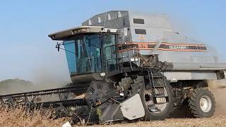 GLEANER 72 Combine Harvesting Soybeans