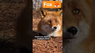 Fox Facts