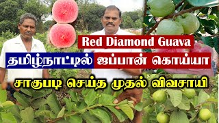 ஒரே செடியில் 15கிலோ காய்கள் | அதிக சுவை கொண்ட ஜப்பான் கொய்யா | Japan Guava | Red Diamond Guava