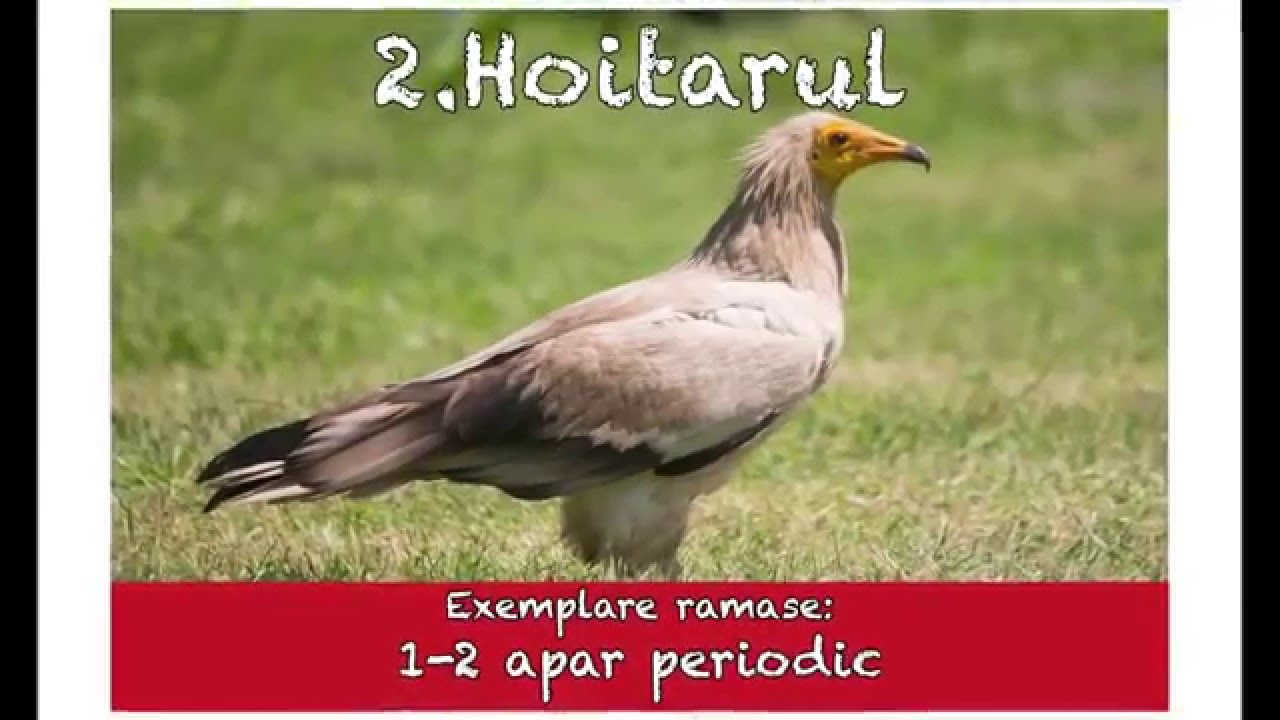 10 Animale Pe Cale De Disparitie Din Romania Youtube