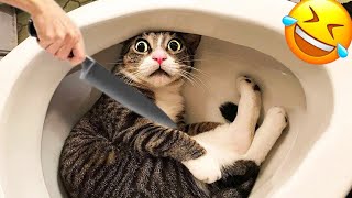 Funniest Cats and Dogs 2024 😹🐶 New Funny Animals Video 😍 Part 138 by Pets diary Diario de mascotas 612 views 3 weeks ago 1 hour, 5 minutes
