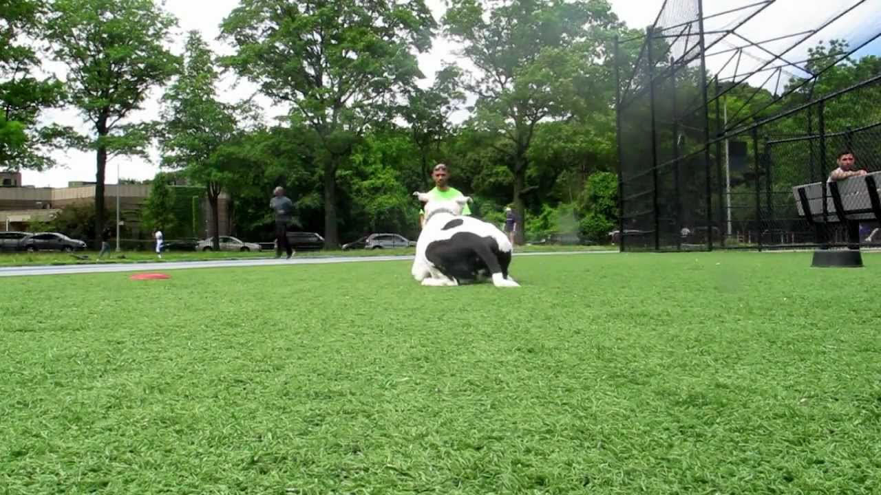 Practice Makes Perfect Dog Training NY: Cowboy the Pit Bull Training