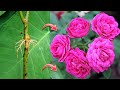 How to propagate rose plant from cutting by air layering | Growing rose plant from cutting at home
