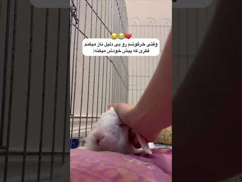 ولم کن ننه