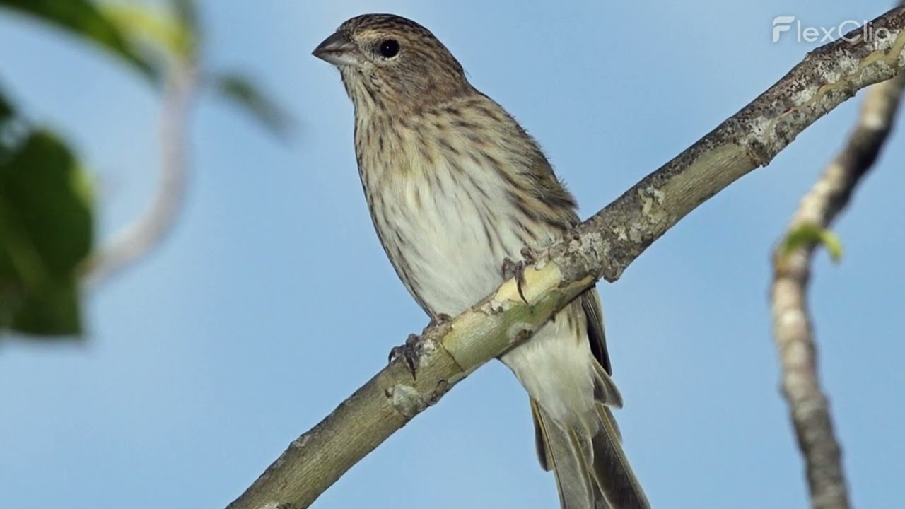Jilguero Hembra Sicalis Flaveola Hembra Dorado llamando