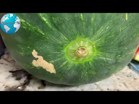 #2023 Cách Nhận Biết Được Dưa Hấu Chín Hoặc Không Chín Của Bà Cô || How To Identify Ripe Watermelon