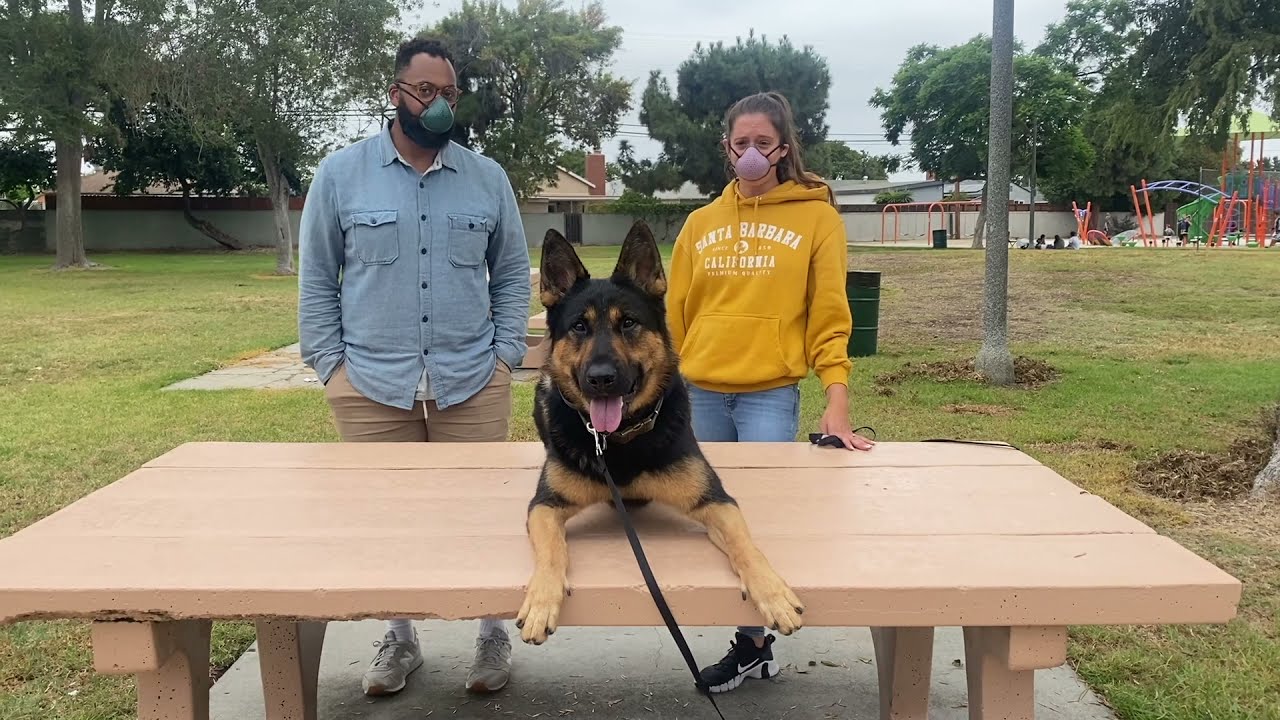 German Shepherd Training | Chaz | Long Beach, CA